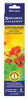 Карандаши цветные BRAUBERG "Цветы", набор 6 цветов, трехгранные, лакированное дерево, 181287
